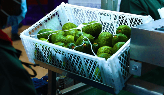 Thumbnail for IPL, Schoeller Allibert merge to create US$1.4B sustainable packaging powerhouse