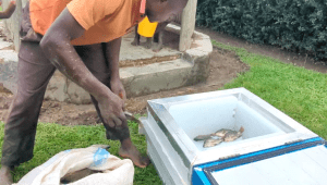Aston University, RAD launch off-grid cold box to combat food waste in East Africa